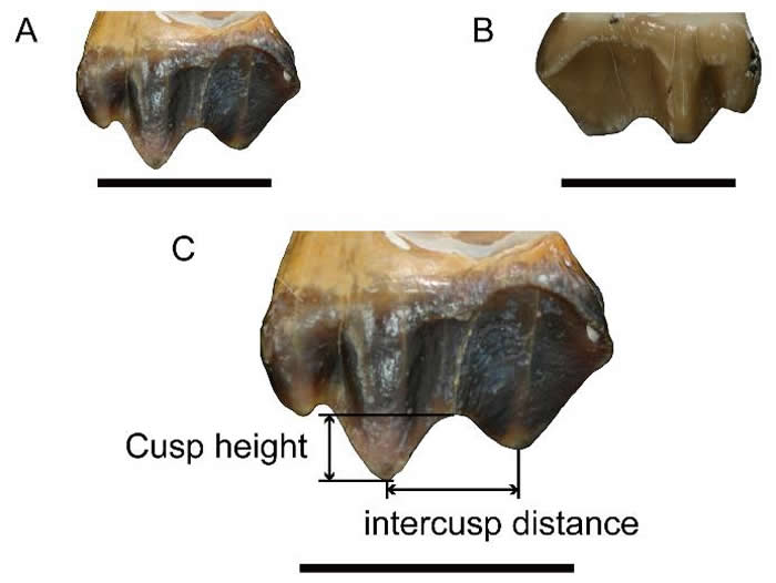 ʩ�����ϵڶ��ʳ�(M2)���ղ��ӣ�