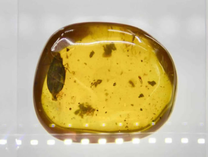 ̽��ѧԺ15���������ة���������з��ֿ���ʱ�������������֡������ز��ۼ�Notocupes denticollis