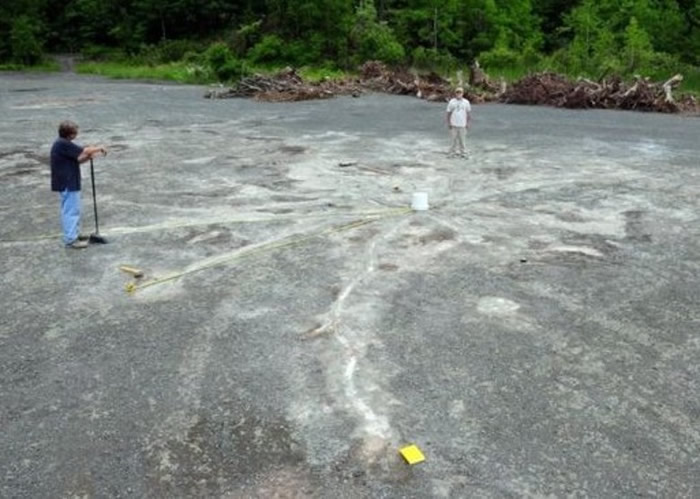 ����ŦԼ�ݷ���ʯ�󳡷��ֵ���������ϵĻ�ʯɭ�� ���3.86����ǰ