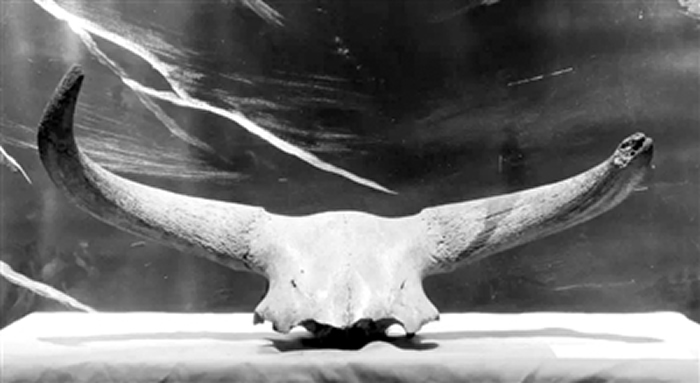 �����45000��ǰ��Զ��Ұ��ţ��ʯ�𣿡���ţ�߽��㽭������ԭ��ţ�Ļ�չ����Ļ