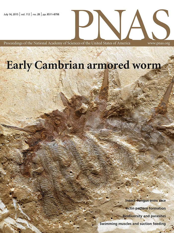 �����Сʯ�ӻ�ʯ���Ҷ����Collinsium ciliosum�����б�������ĳ��̣�����ǰ��6�Ծ߸�ë������ʳ���ܵĸ�֫�������9��ĩ�˴�צ����֫��