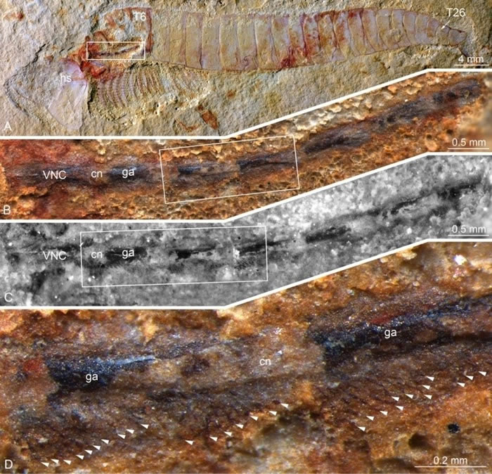 �����Сʯ�ӻ�ʯ����ĸ��ɺ�����Chengjiangocaris kunmingensis�����и���������ǳɫ�������״�ṹ������ϸ����Ե�񾭣���ɫ��ͷ��ʾ��