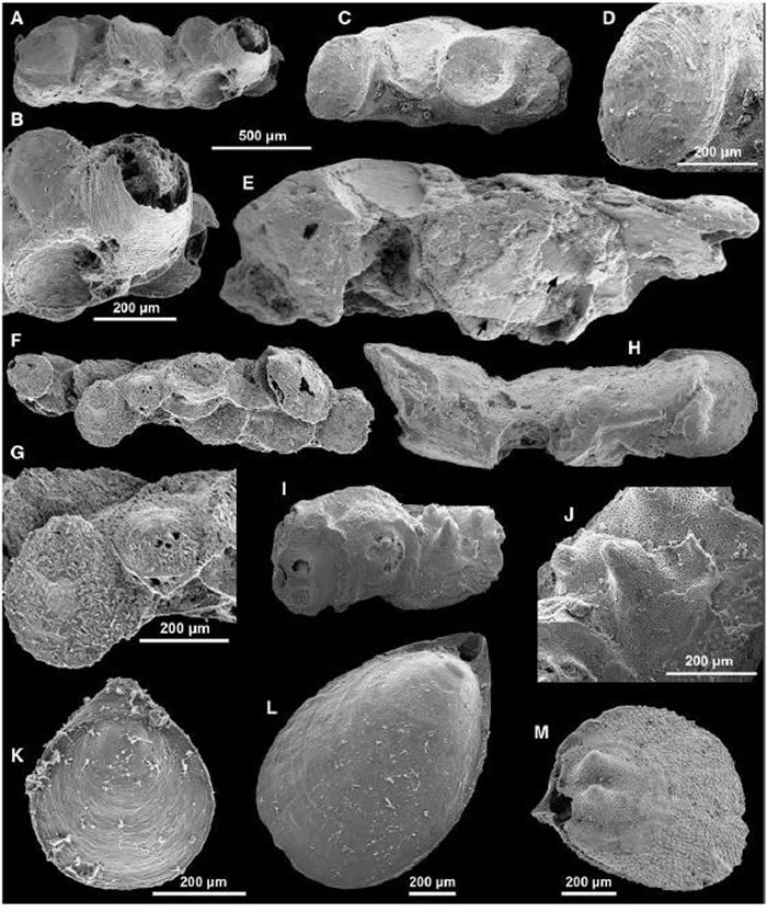 A-J: ����͹��ݶ��������λ���㻯ʯ�����������㶯����壩��K-M:������ͬ��λ�������ǽʺϱ����ͬ�����㶯�