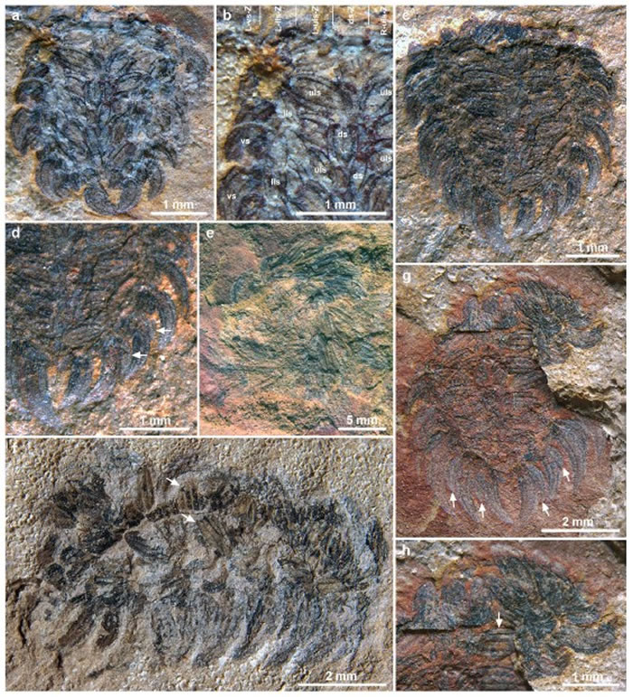 �����Сʯ�ӻ�ʯ�ⱳ����Ƭԭλ���桢�����ԭʼ���㶯��Wiwaxia��