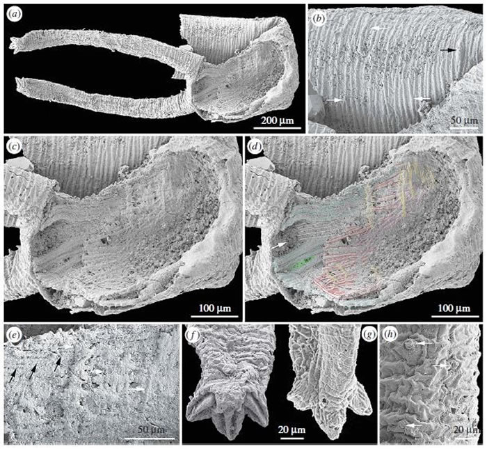 ����������Σ�Orsten�ͣ������Ҷ�㶯�����ԭλ��������ϸ�ļ�����֯����a, c, d����