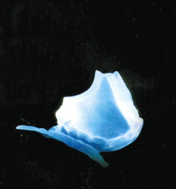 ��΢���µ�����ˮ��ֲ����д��ͼƬ��