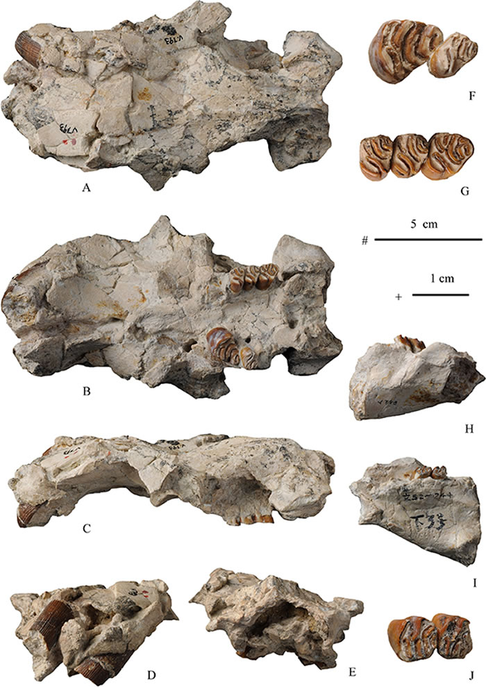 中国杨氏河狸(Youngofiber sinensis)正型标本(IVPP V793)。最初由杨钟健院士(1955)定为中国大河狸(Trogontherium