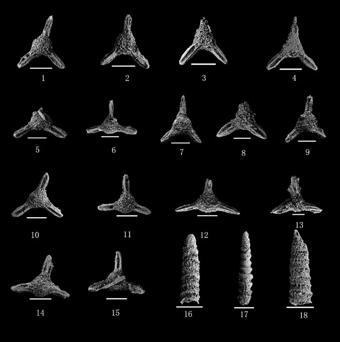 布若仓剖面安尼期的放射虫化石