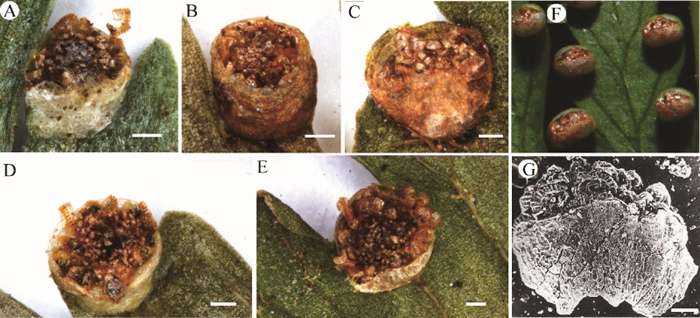 锥叶蕨属植物(G)及其相关类群的孢子囊形态特征