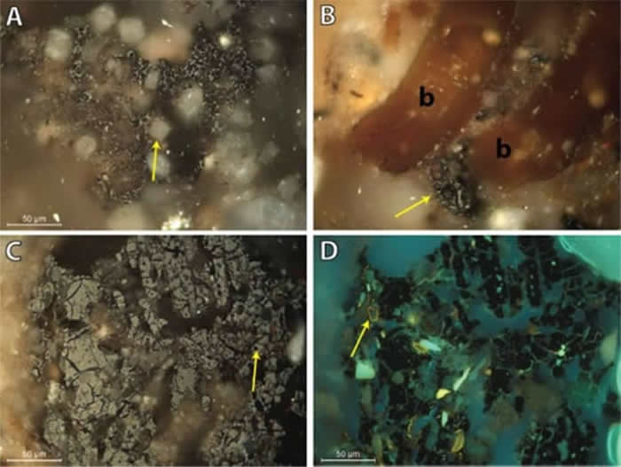《人类进化杂志》:南非克拉西斯河洞穴发现现代人在12万年前就已食用植物淀粉
