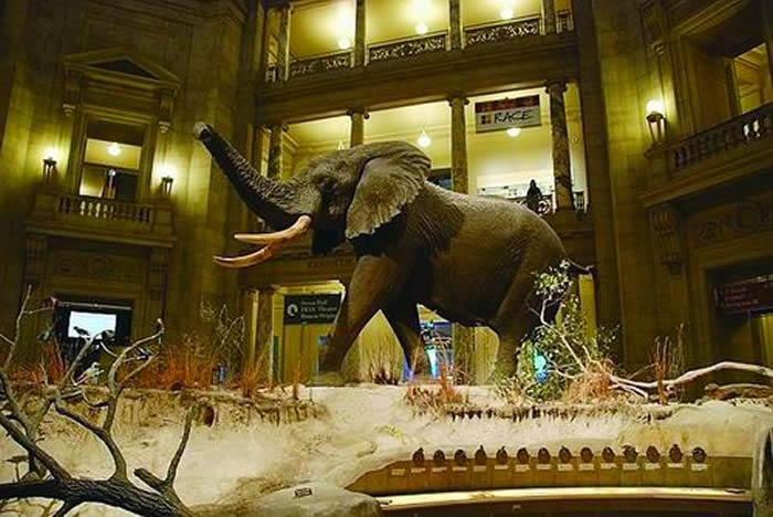 一个具备国家规模的自然博物馆势在必建