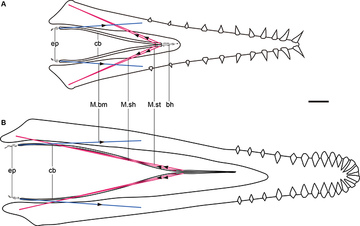��������������������򢼰���ʾ��ͼ�����ߴ����Ʋ�ļ���M. serpihyoideus��M. stylohyoideus����ɫ�������Ʋ�ļ���M. branch