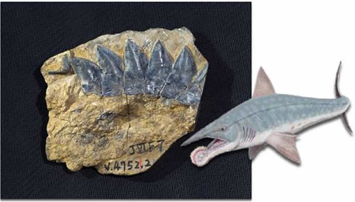 珠峰地区的旋齿鲨化石