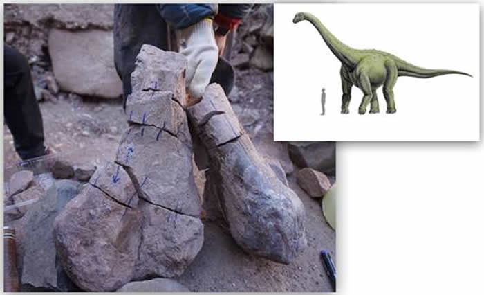 西藏昌都地区的大型恐龙化石
