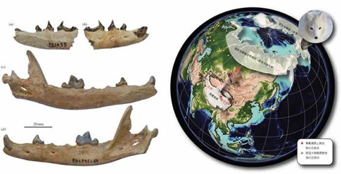 ����ı������������Ϻ�