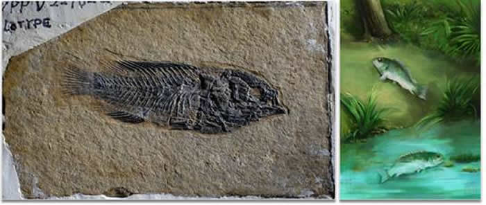 高原首例热带鲈形目鱼类化石——西藏始攀鲈
