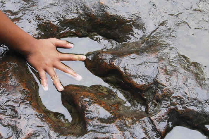 ����͢���������Ƿ��ֵĴ�����ֲ�ﻯʯ��ɽҿ��������֮��