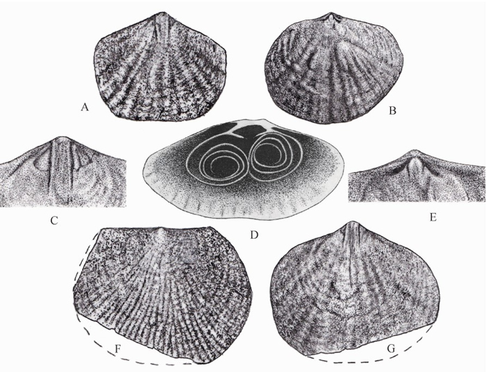 示易变稀少贝的腹、背壳的壳表形态与内部构造