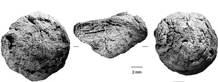 ֲ�ﱻ�ճ�С̼�顣