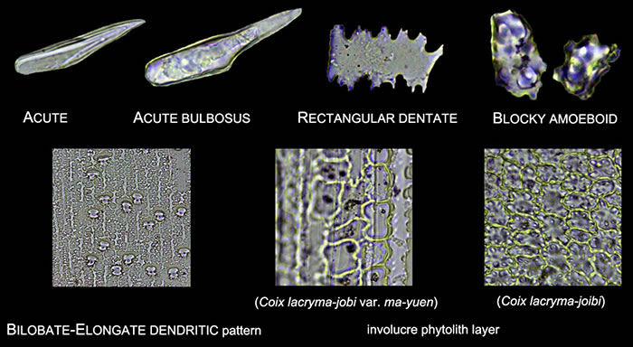 小穗中常见的植硅体类型(葛勇 供图)