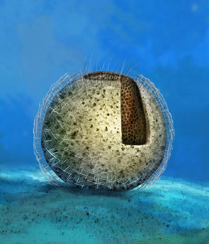 �й��Ż��Ǻ��ิԭͼ