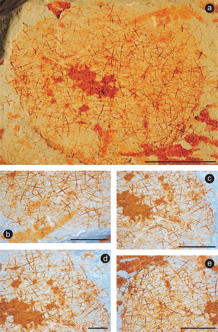 �й��Ż��Ǻ���걾��Ƭ