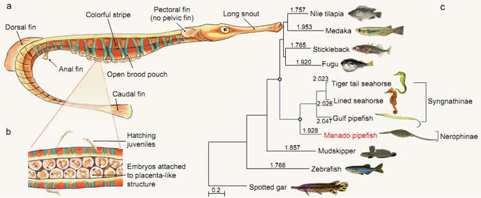 海龙科鱼类的系统演化特征
