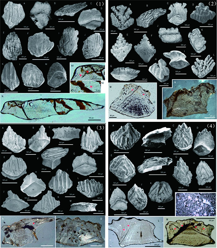 ͼ1�� �½���ƺ���ͳ�������־�������������ĸ���������1�� �����������Taklamakanolepis����2�� ������������Tielikewatielepis