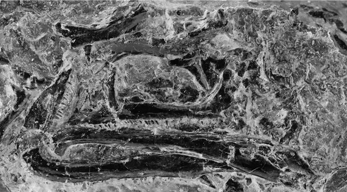 �¹�����ʷǰ���ж�������Vellbergia bartholomaei �������������������ݻ�������