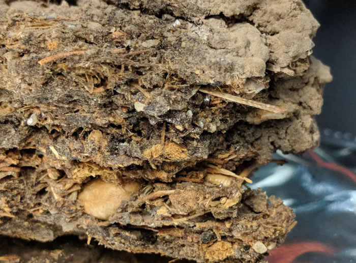 ��ѧ��ʹ��DNA�������Թ�������Ѩ���з��� �����˽�����ȥ