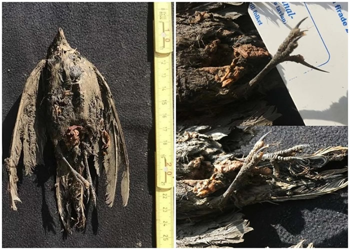 �������񡱣�����˹�����������ö��������������4.6����ǰ�����ź� ����ո���ȥ