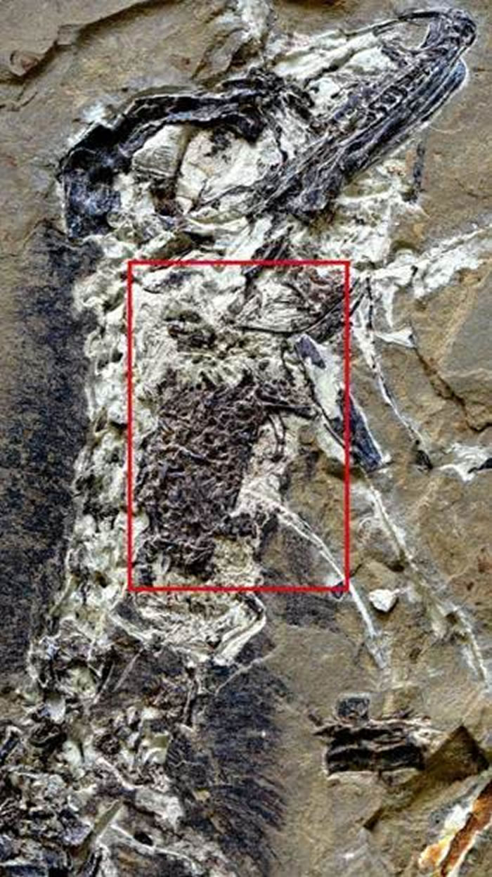 ������ʳ���ڵ�ʳ�ţ�����Zheng et al., 2018��