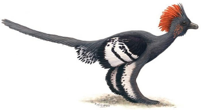 ������ë����Ѫ����������Li et al., 2010��