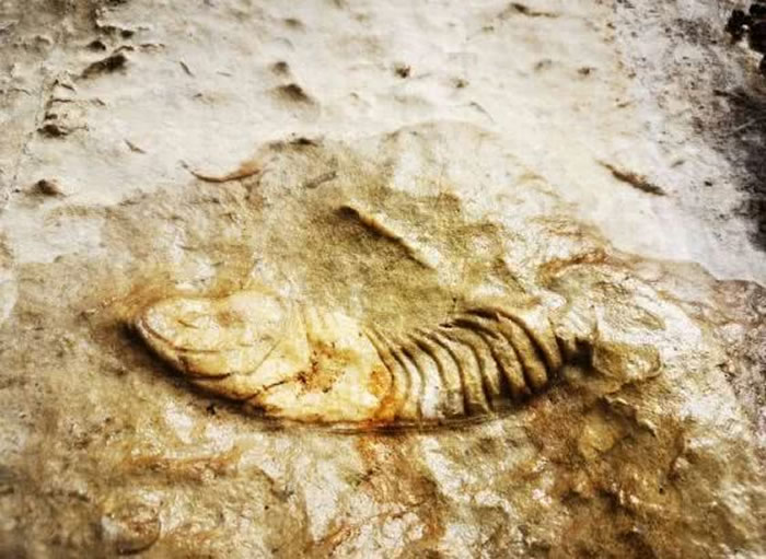 四川省泸州市古蔺县护家镇天堂村溶洞发现大量石钟乳、化石和岩画