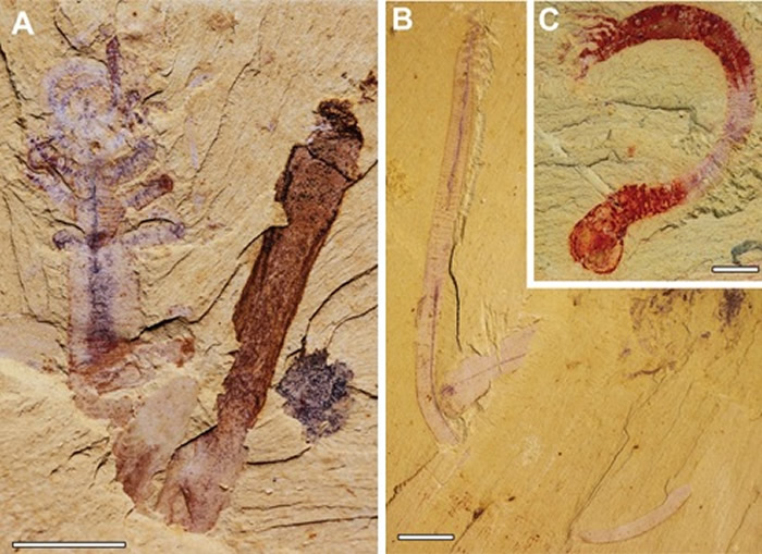 ����͡��ν�����Ⱥ������̬����Ļ�ѳ�ʵ�����Ƕ�ʧ�������֫��Ҷ�㶯��