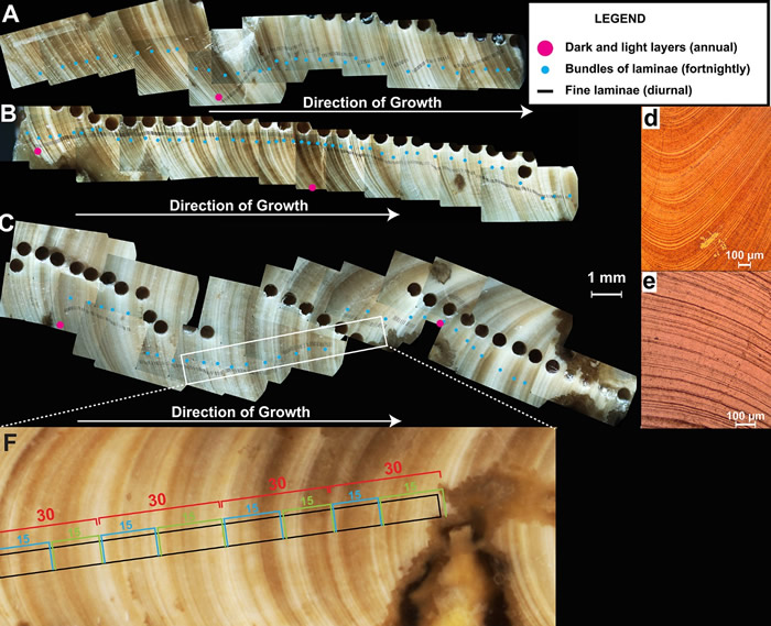 借助软体动物化石 古生物学家精确地测量出恐龙时代地球自转和公转一周的时间
