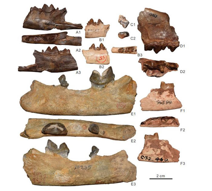 ������������±�����è�ƻ�ʯ����