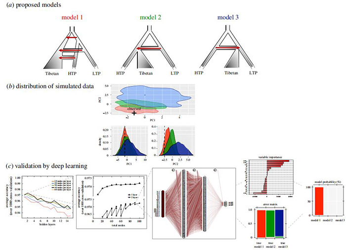 青藏高原古代和现今生活的人群之间的遗传关系分析。(a). 青藏高原古样本遗址分布 (b). 基于遗传距离的MDS可视化分析 (c). 单倍群相关分析 (d).