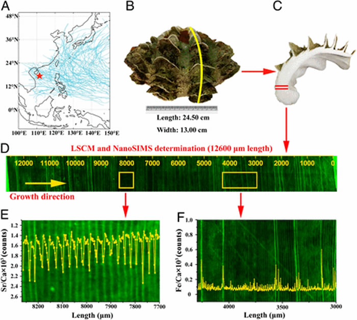 新研究表明在西太平洋中发现的巨蛤贝壳化石或是提供“古气候”数据的良好来源