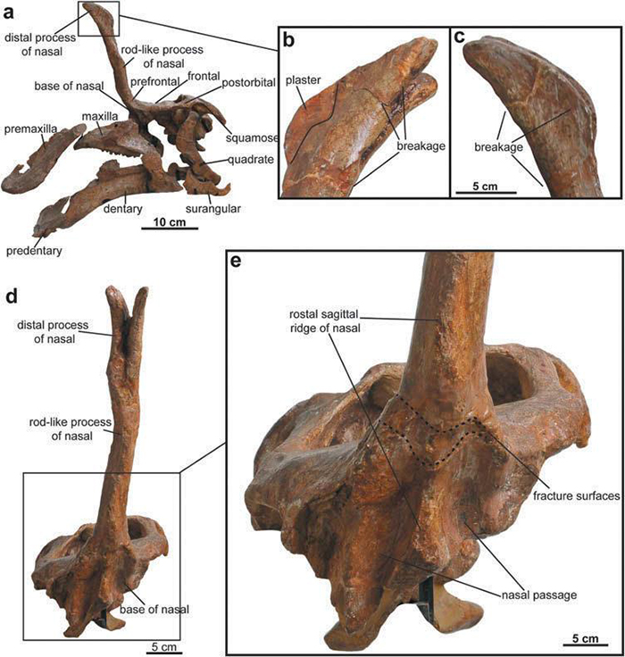 �����ൺ��ͷ�ǣ���ʾ������ġ����ǡ�״ͷ���Լ��ǹǸ������Ѵ�