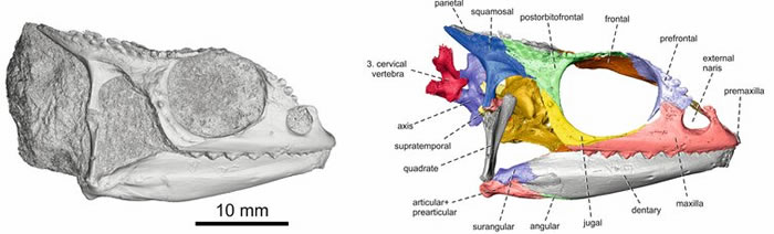 �����Ƿ��ֵ�Calumma benovskyi��ʯ�о���ʾ��ɫ����Դ�ڷ��޴�½ ����������˹��