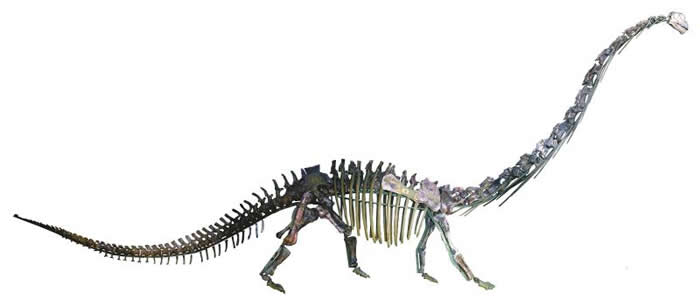 杨氏马门溪龙化石——中国首次发现有皮肤(印痕)化石的蜥脚类恐龙