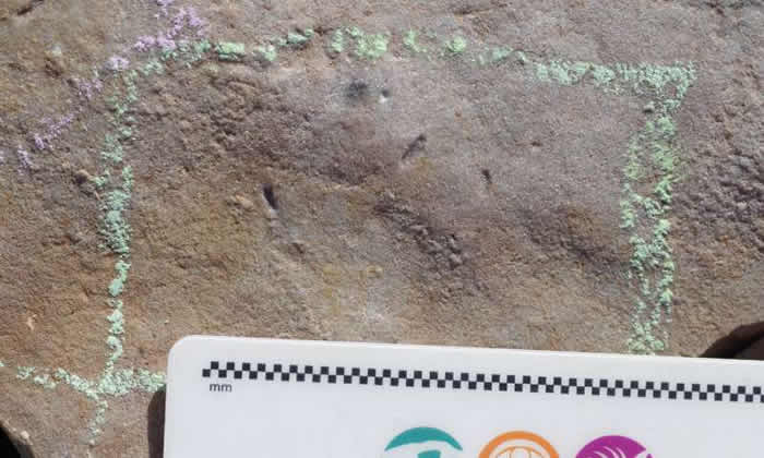澳洲南部发现的5.55亿年前迷你蠕虫状生物化石Ikaria wariootia或为人类祖先
