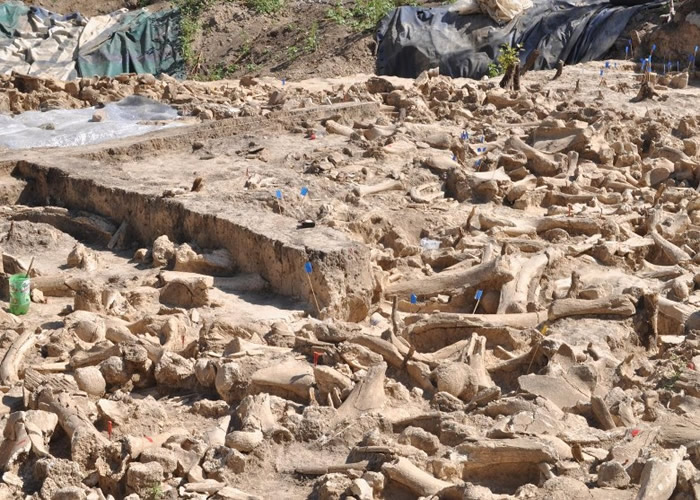 ����˹Kostenki 11��ַ����2.5����ǰ��ë���Ȧ�����������ʱ���������