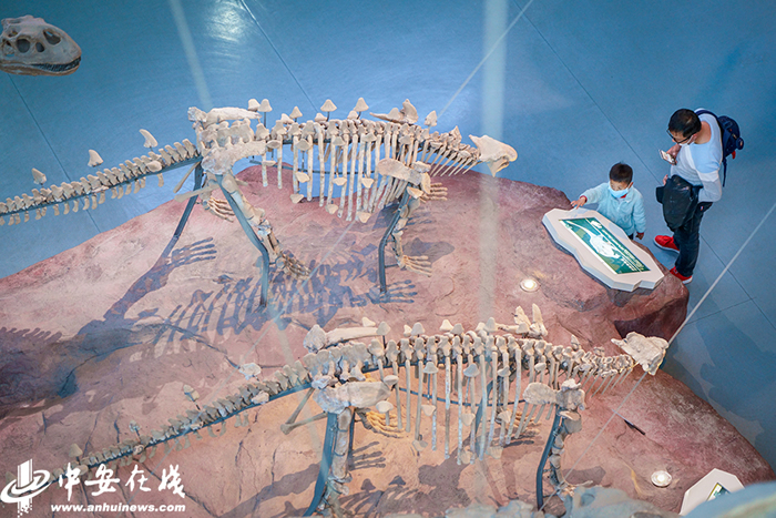 3月27日安徽省地质博物馆恢复开放