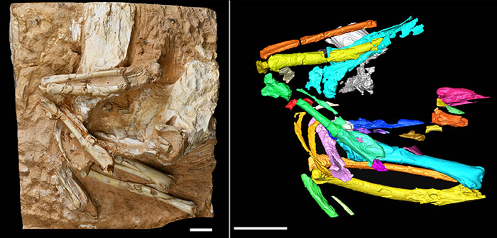 Linxiavis inaquosus化石（左）与基于CT扫描数据的Linxiavis inaquosus彩色图像（右）。 比例尺：1 cm。 CT数据可获取于