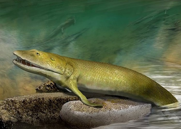 从鳍到手进化过程中它们经历了什么？科学家找到鱼类登陆过程中的关键化石——希望螈