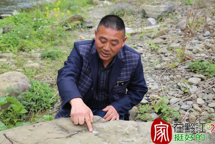 重庆市黔江区石会镇工农村发现大量“弓石燕”化石