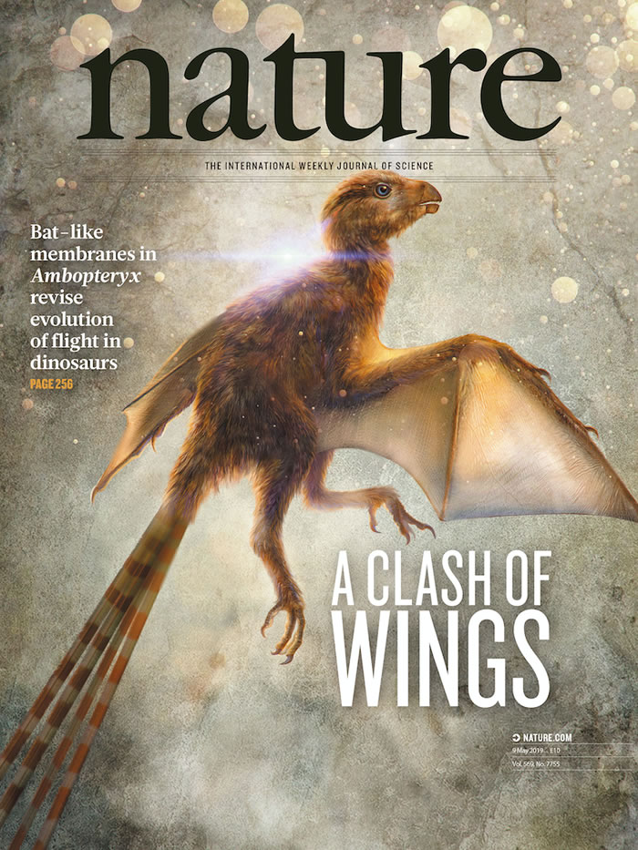 ٪�޼�����������ķ��ֺ�Ĥ�ʳ�����޽�������е��ݻ�