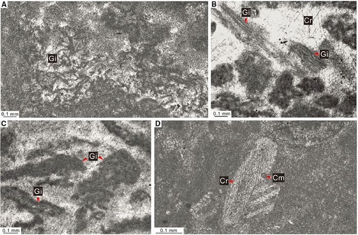 �����ϲ�����������������������˽���ɽ��ĵ���ʯ��΢����Ƭ. A) �໥���Ƶĸ���΢����˿״��(Gi); B) �������õĳ���״΢����˿״��; C) ���������